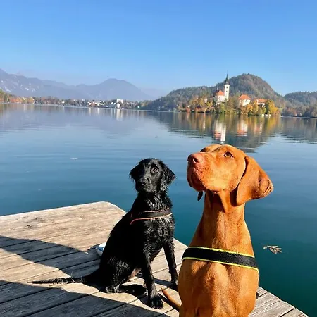 Grad - Sauna & Hot Tub Apartman Bled